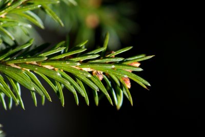 Picea omorika 'Pimoko' - smrk omorika - čarověník - jehlice